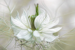 poster-print-nigella-xdf