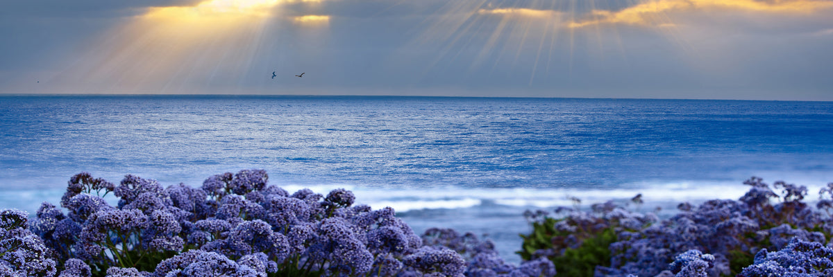 panoramic-3-piece-acrylic-print-lavender-and-sea-panorama