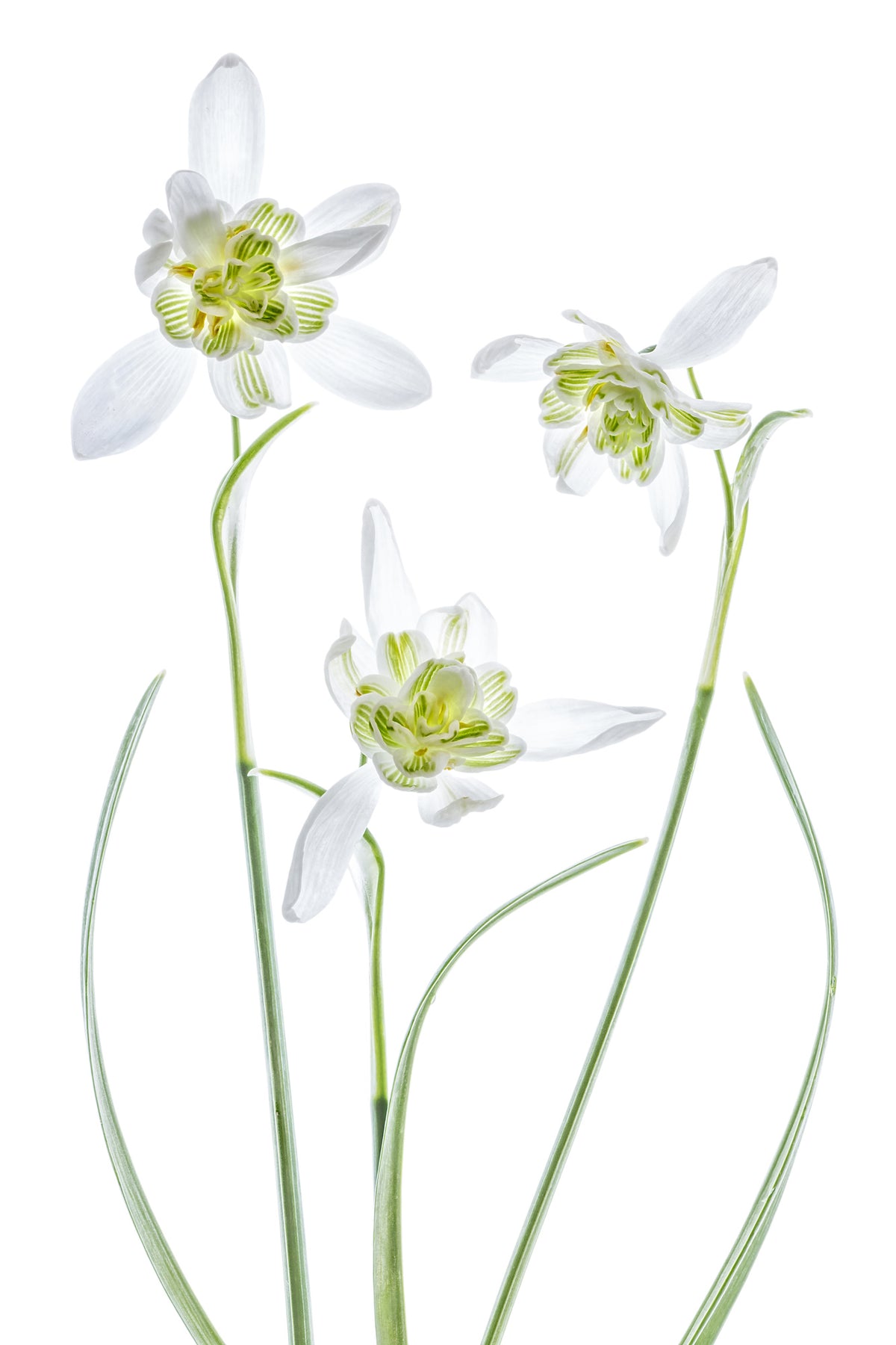 framedcanvas-print-galanthus-flore-pleno