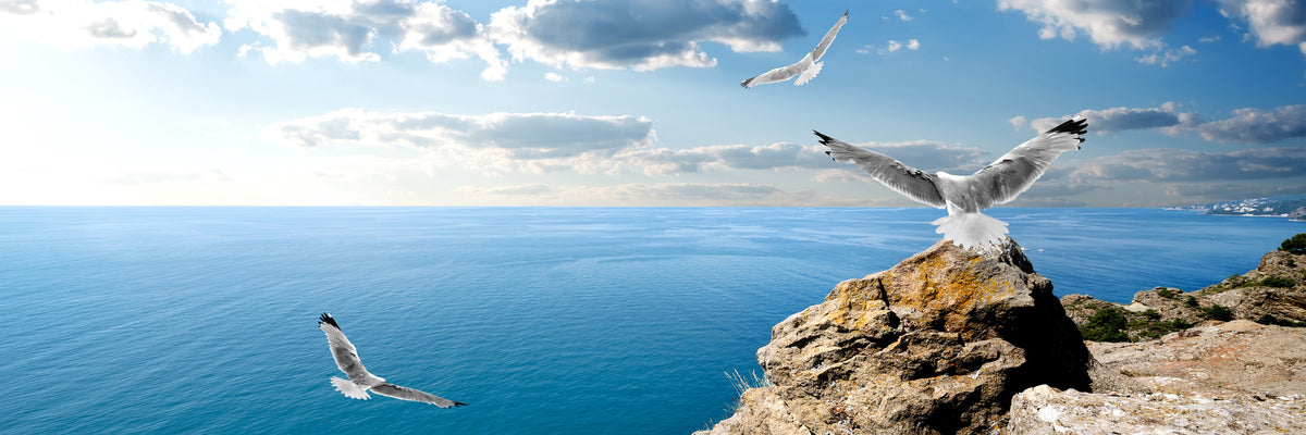 panoramic-poster-print-the-seagulls-and-the-sea-panorama