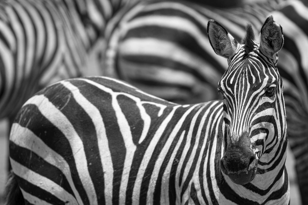 framedcanvas-print-stripes-x