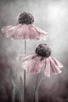 acrylic-print-duet-x
