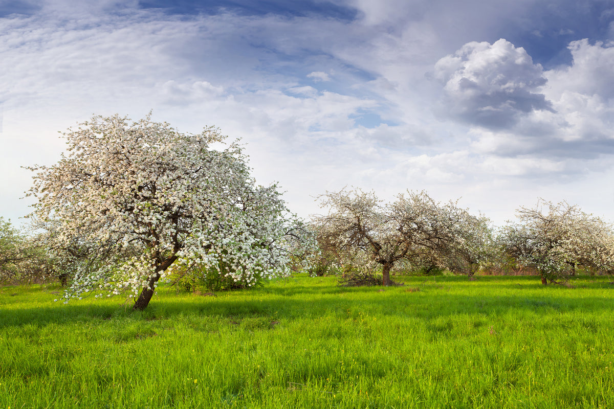 modern-3-piece-aluminium-print-apple-tree-garden
