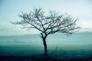 modern-3-piece-aluminium-print-the-magic-tree