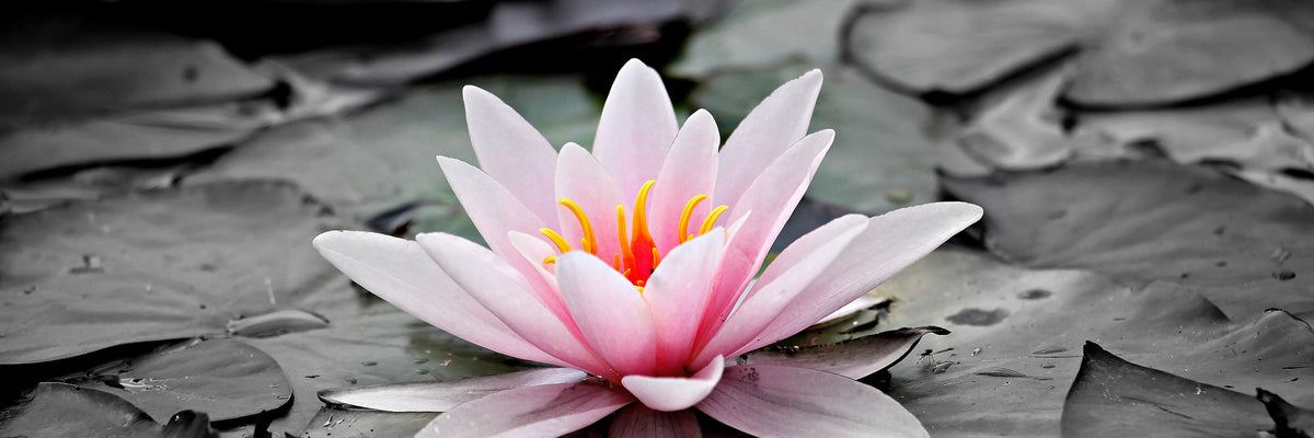 panoramic-aluminium-print-the-art-of-water-lily-panorama