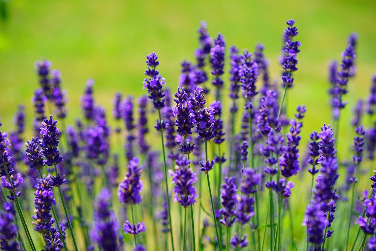3-piece-aluminium-print-beautiful-lavender