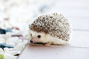 acrylic-print-the-hedgehog-baby