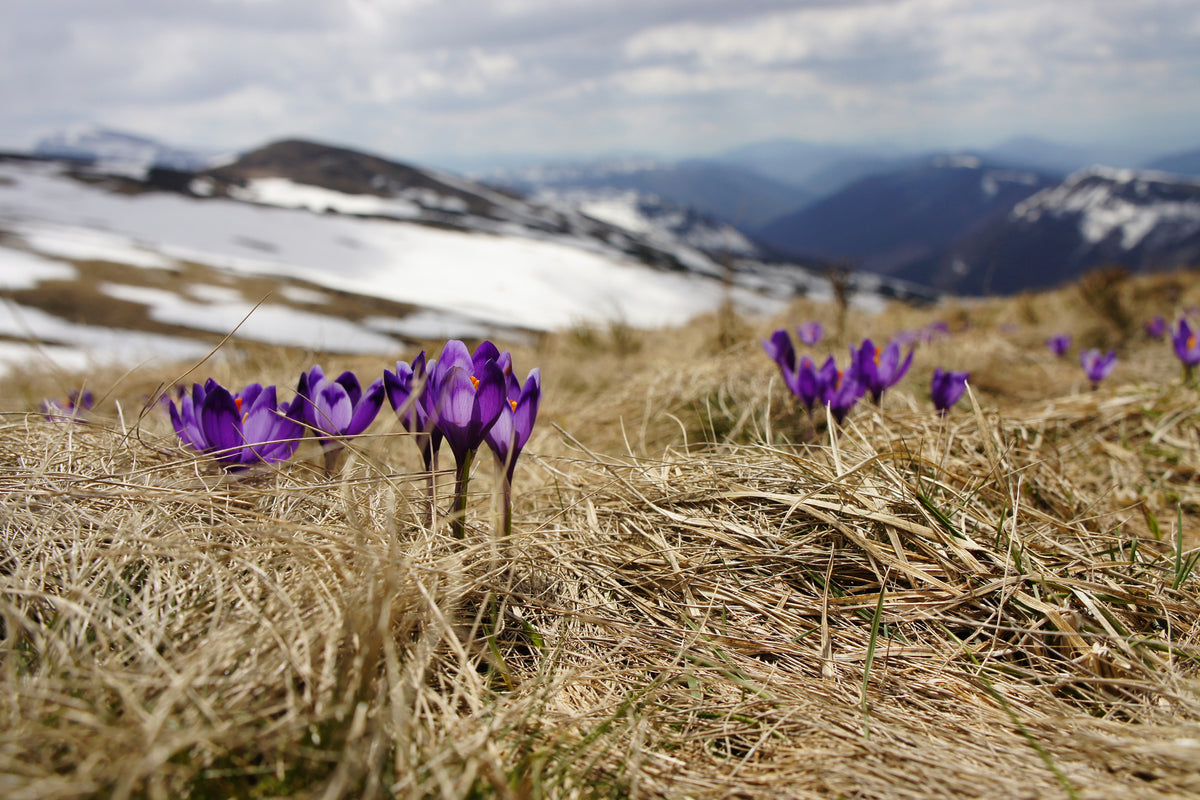 poster-print-purple-crocus