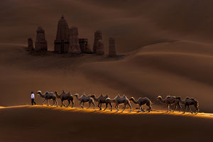 aluminium-print-castle-and-camels