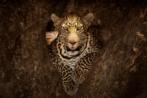framedcanvas-print-leopard-resting-on-a-tree-at-masai-mara