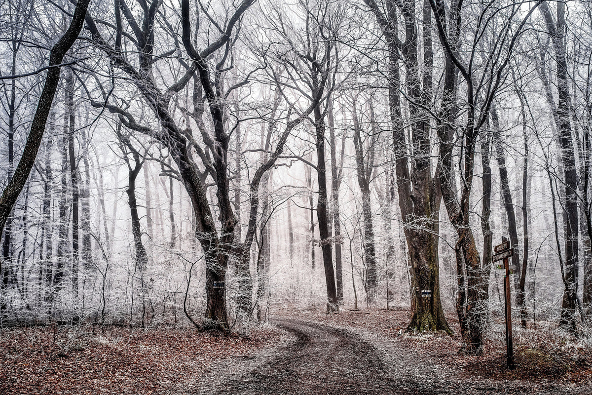 modern-3-piece-acrylic-print-wintry-forest