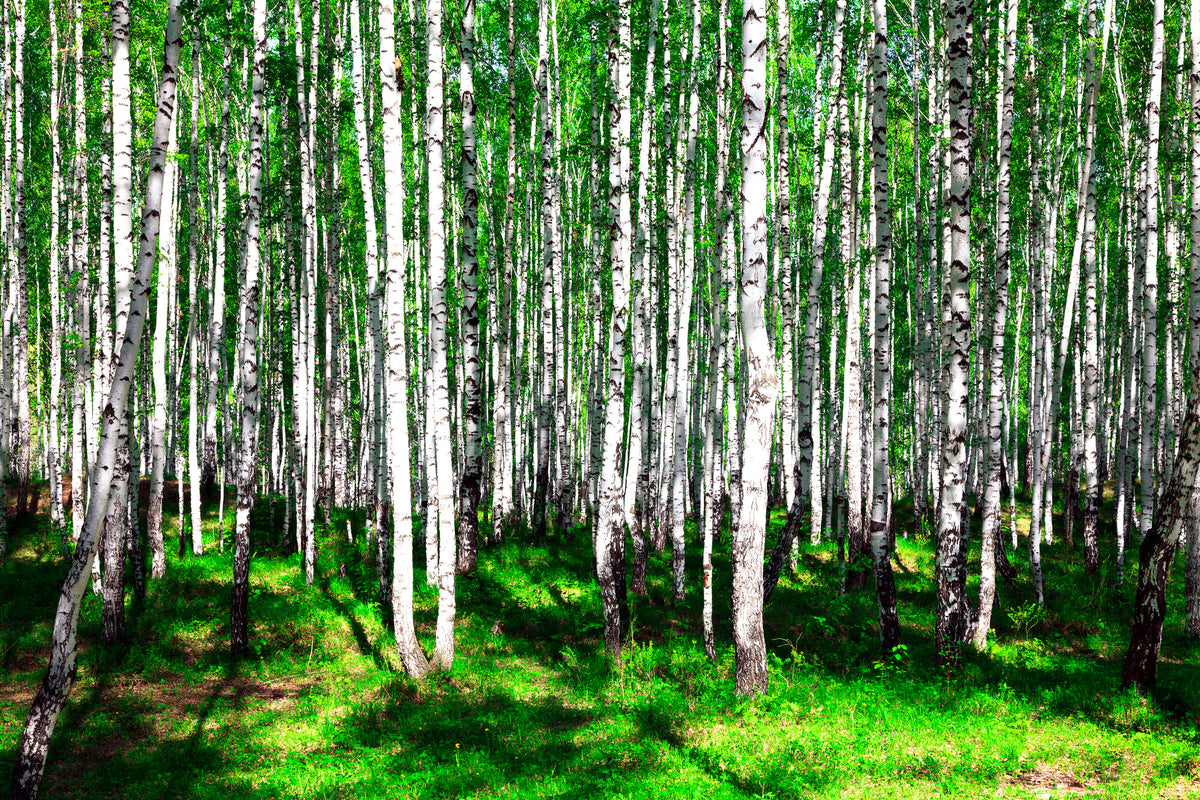 3-piece-aluminium-print-summerly-birch-forest