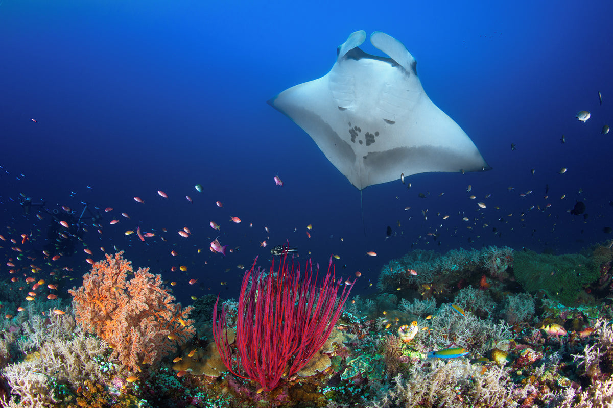 acrylic-print-ocean-manta-ray-on-the-reef-x