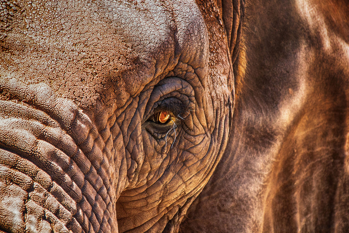 3-piece-aluminium-print-the-look-of-the-elephant