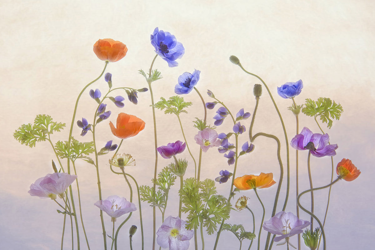 framedposter-print-poppy-a-anemone-x