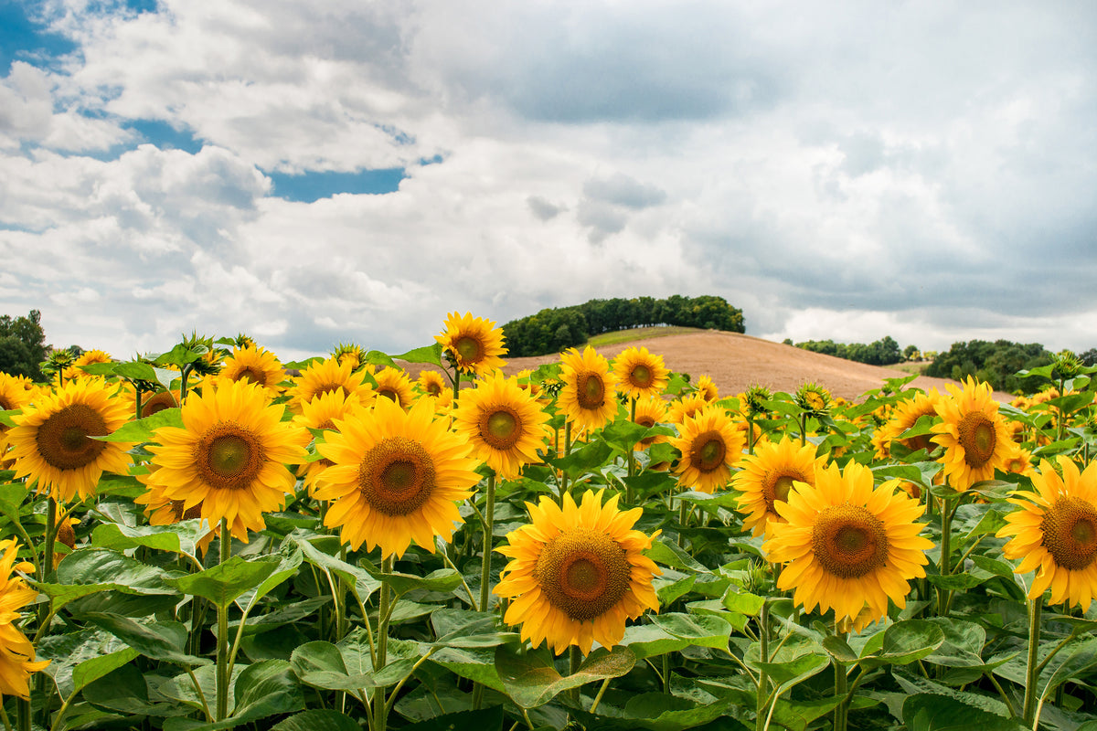 framedposter-print-landscape-with-sunflowers