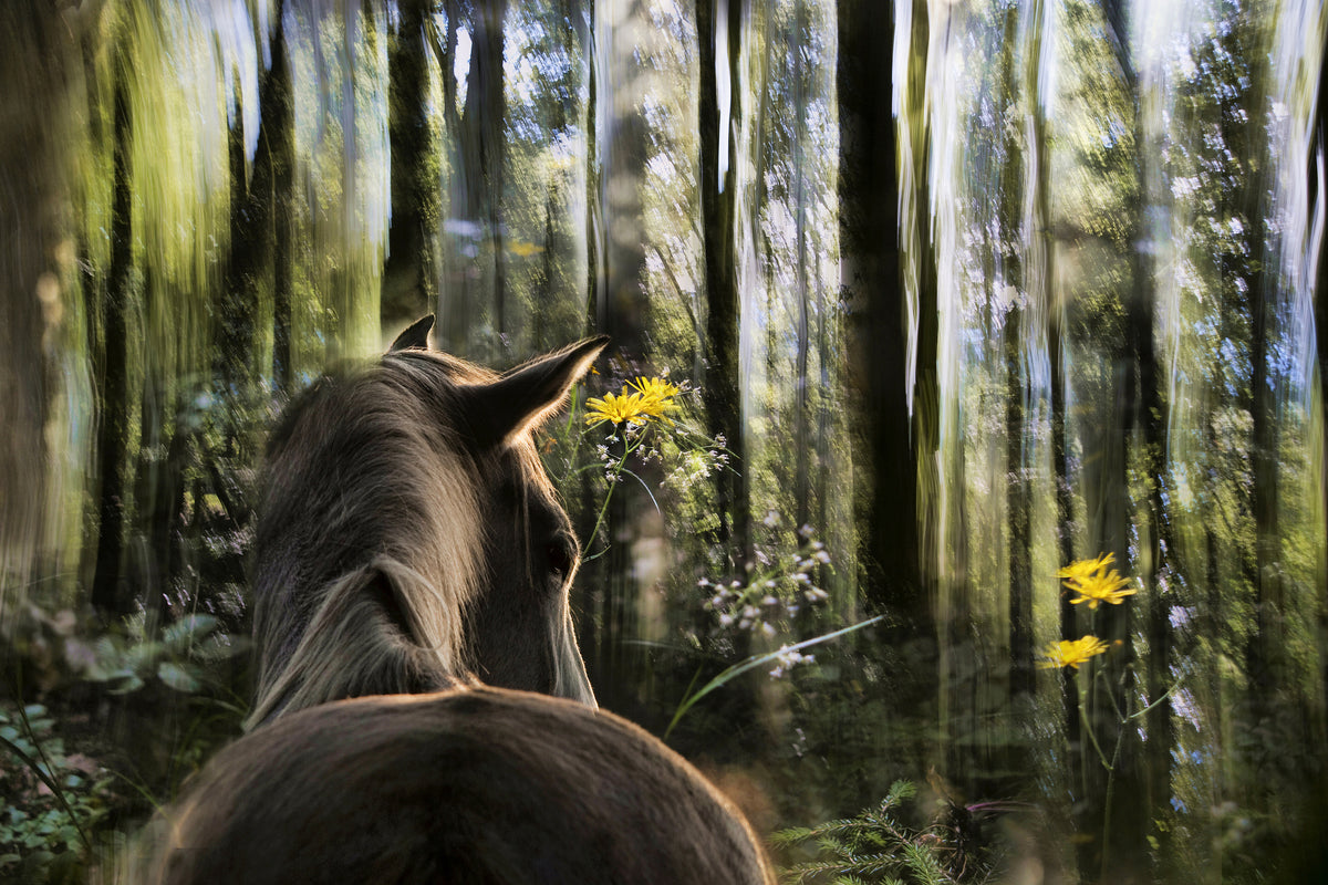 framedposter-print-sound-are-forest