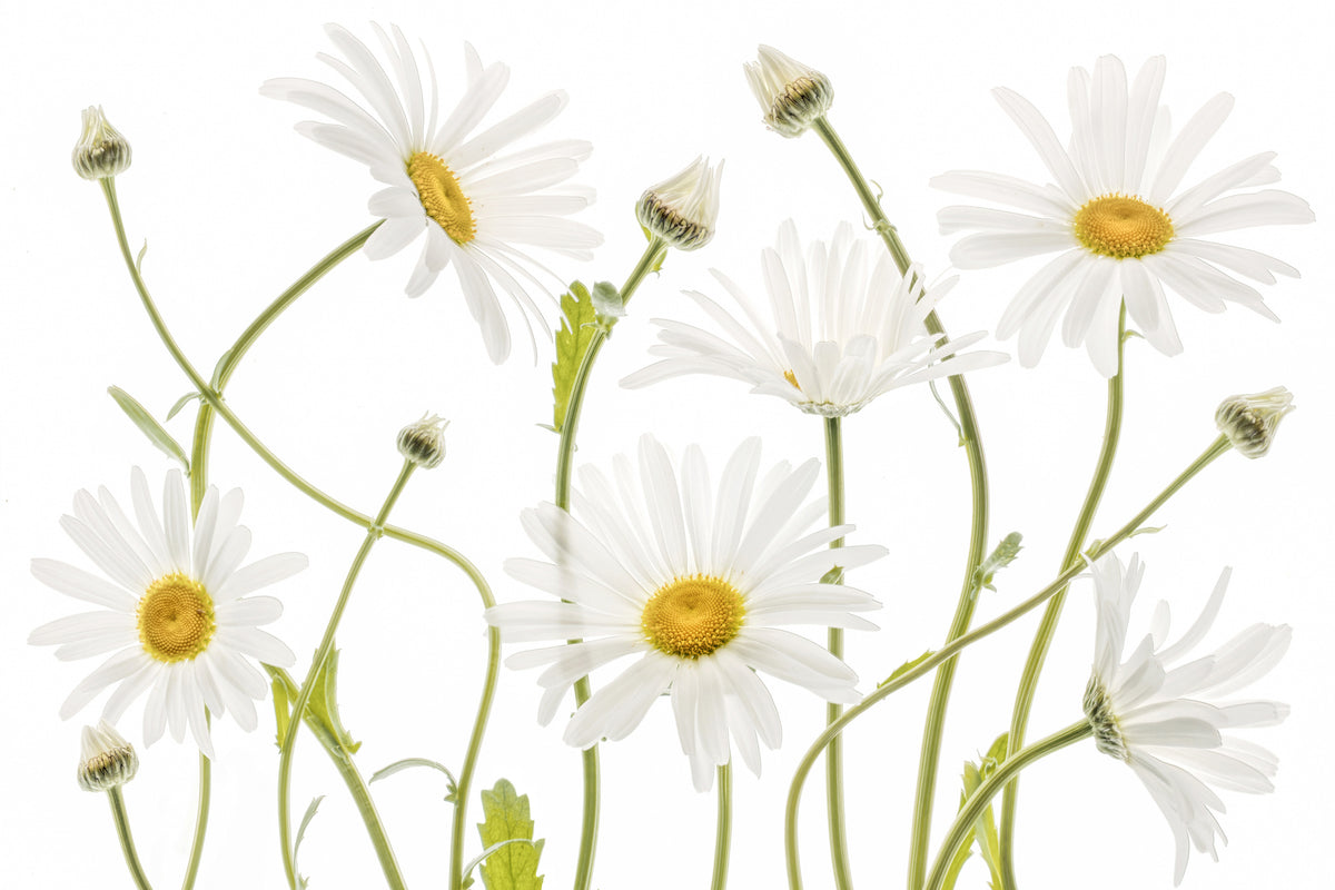 canvas-print-ox-eye-daisies