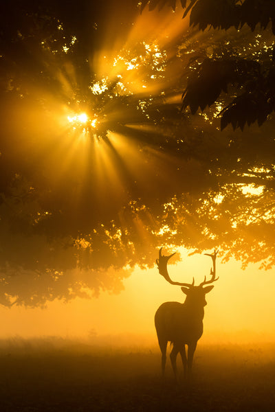 poster-print-mist-on-tree-cant-stop-sunshine-x