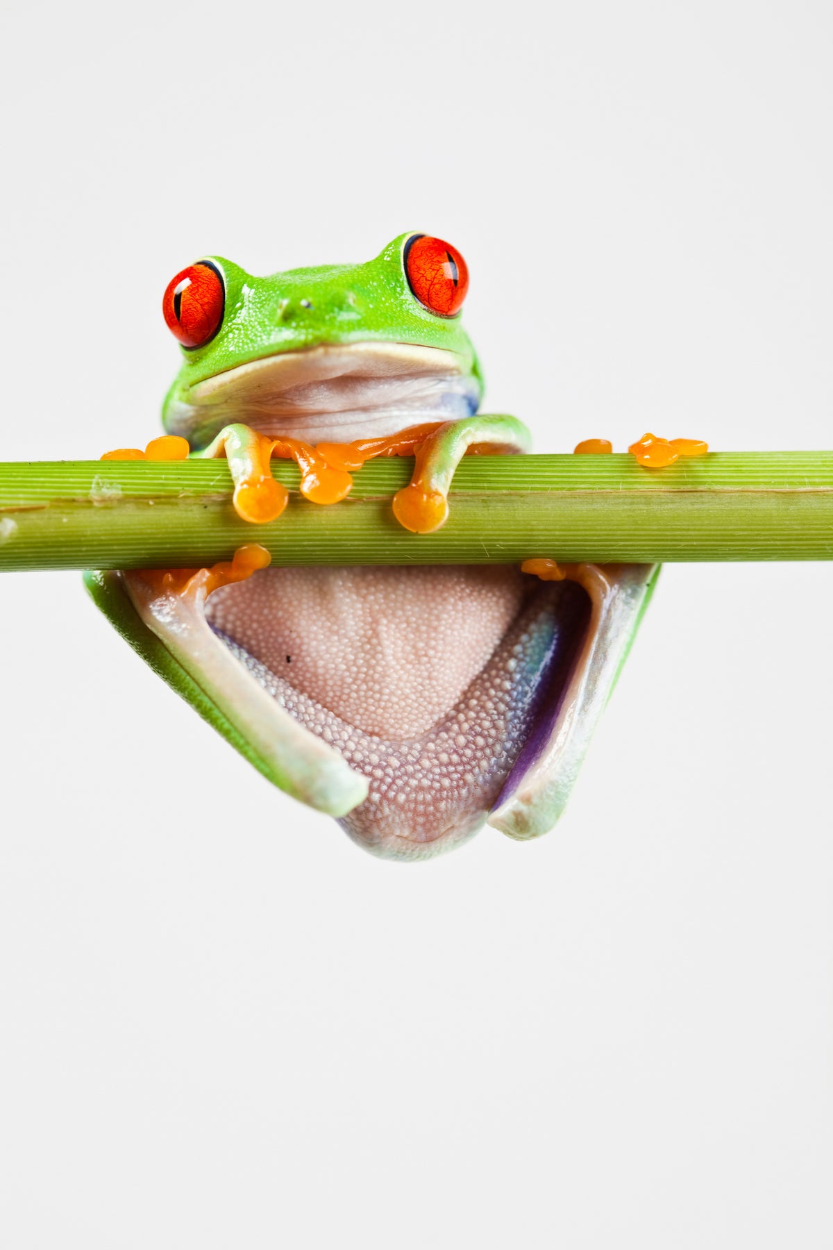 acrylic-print-frog-acrobatics