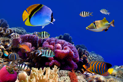 poster-print-world-of-fish