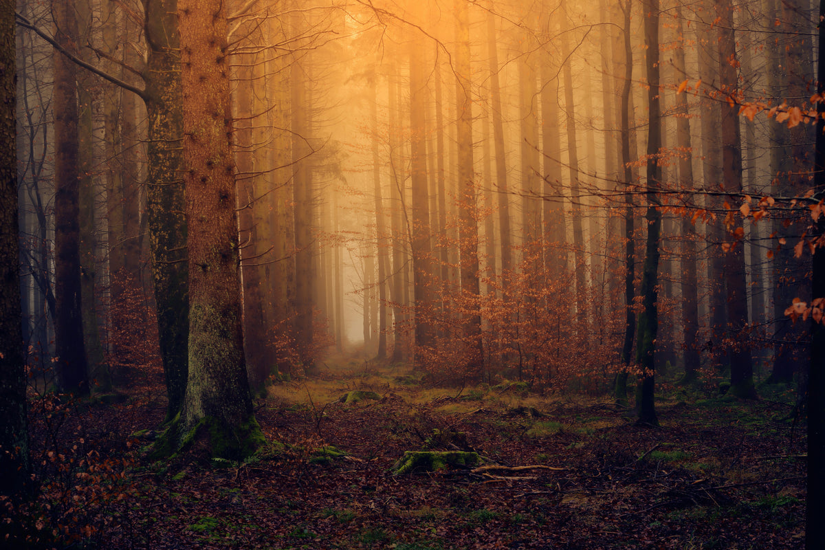 aluminium-print-mysterious-forest