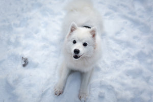 aluminium-print-dogs-joy-in-the-snow