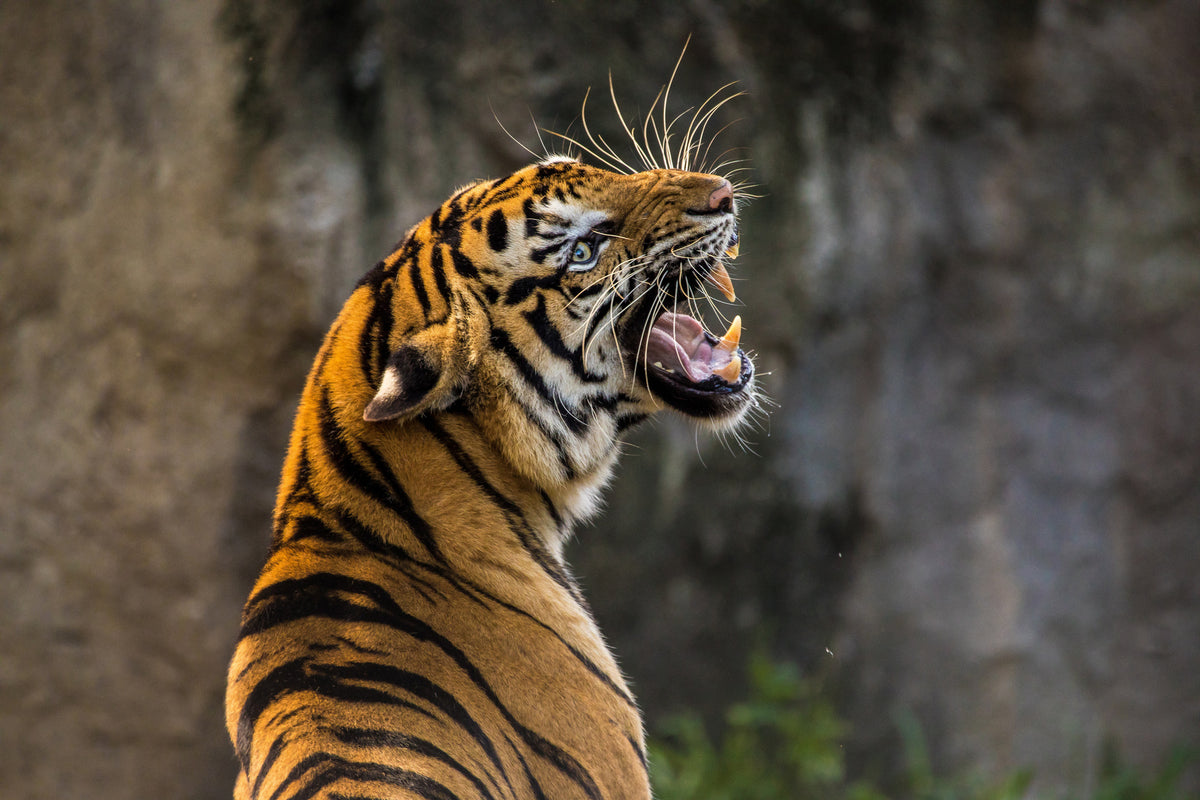 3-piece-canvas-print-attention-tiger