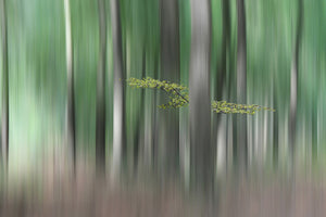 canvas-print-summermorning