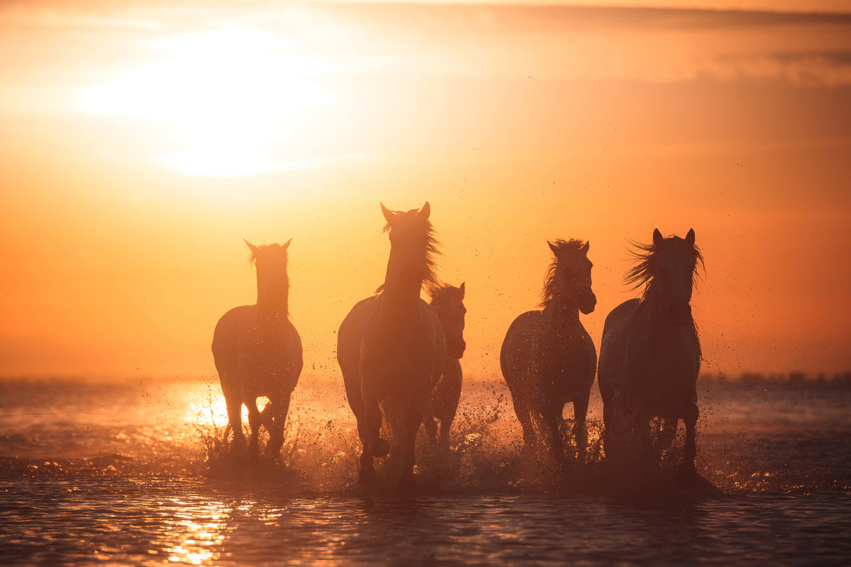 acrylic-print-camargue-angels-x