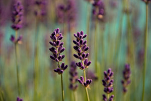 3-piece-acrylic-print-lavender-in-xl