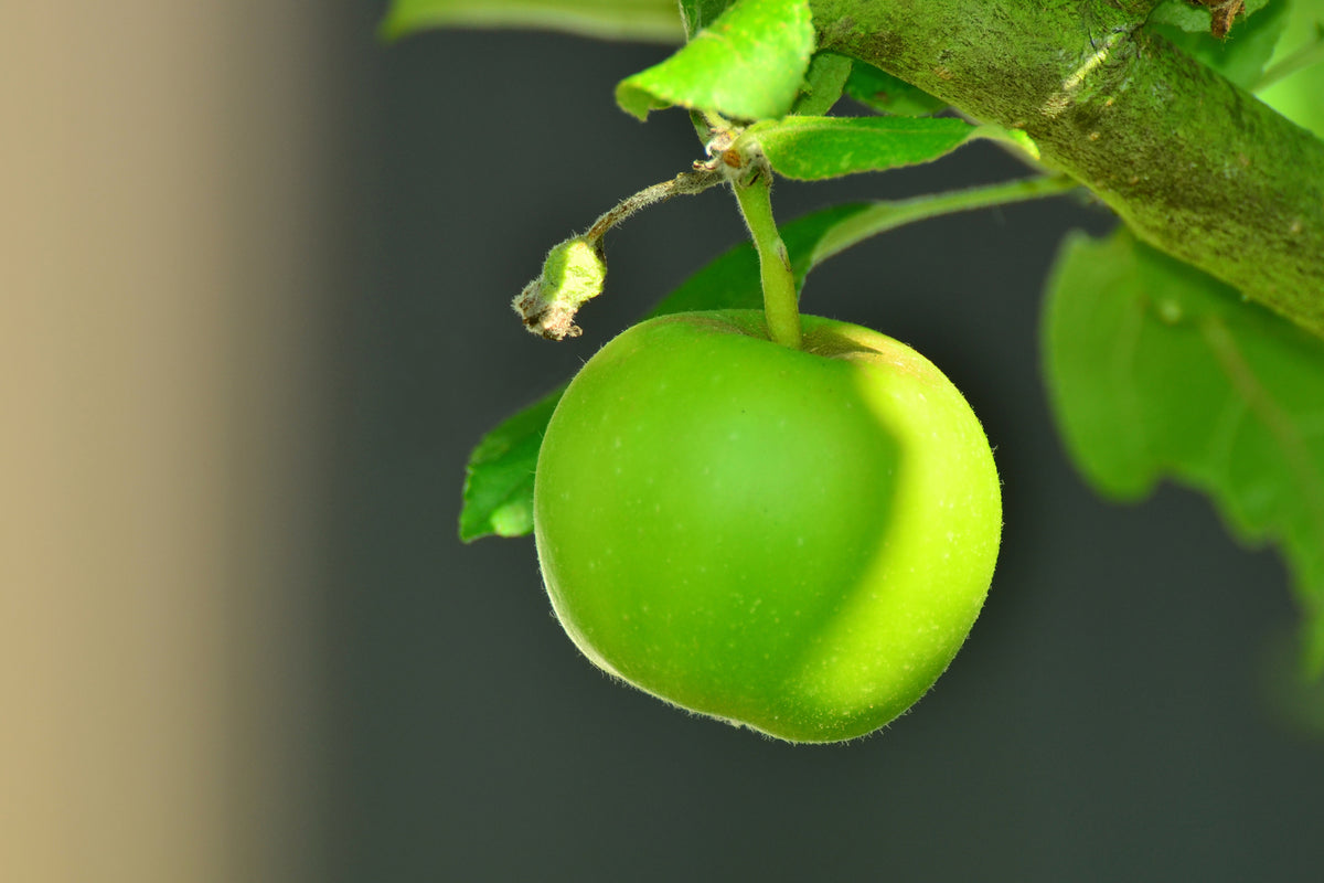 aluminium-print-green-apple