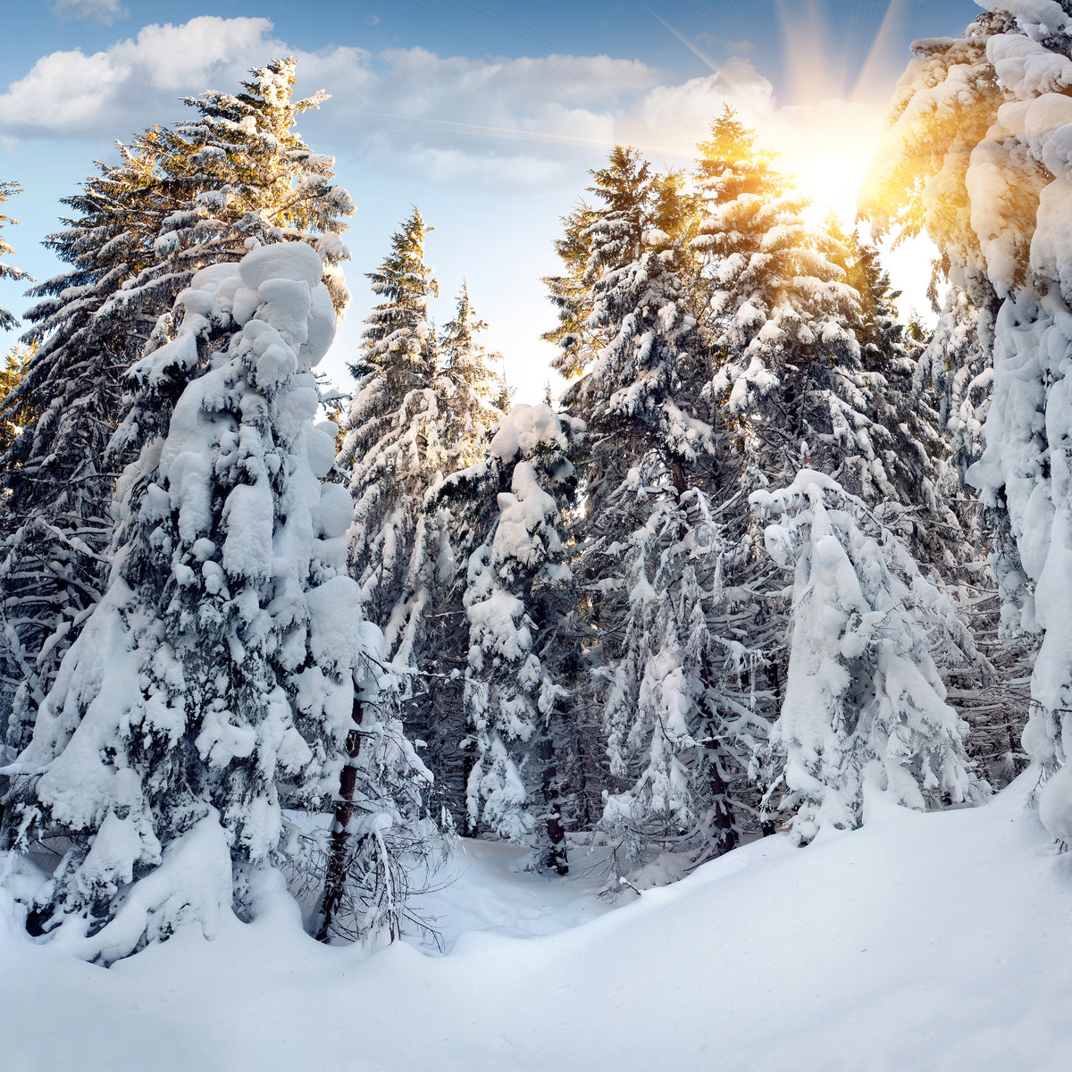 9-piece-acrylic-print-fir-in-snow