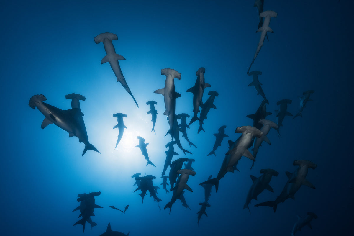 3-piece-canvas-print-hammerhead-sharks-in-the-light