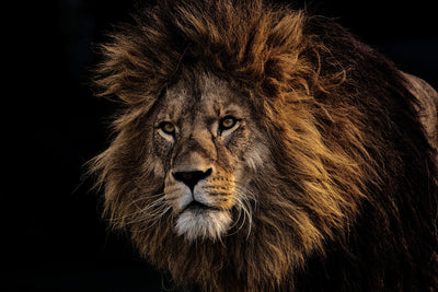 poster-print-portrait-of-a-lion