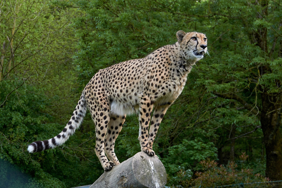 acrylic-print-cheetah-on-the-go
