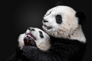 framedcanvas-print-pandas-x