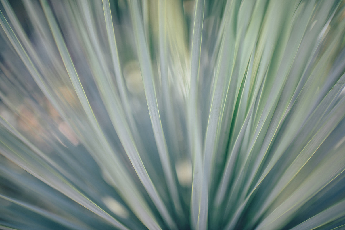 framedcanvas-print-strip-of-plant