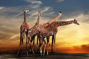 canvas-print-girafe-at-sunset