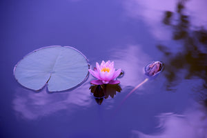 aluminium-print-lotus-flower