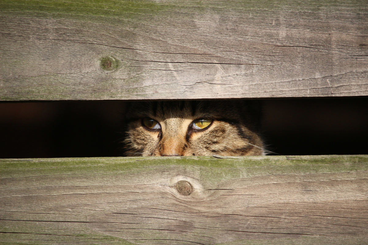 acrylic-print-cat-in-hiding