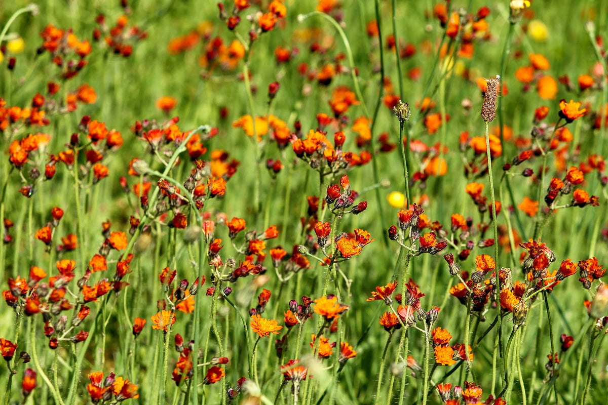 poster-print-hawkweeds