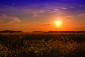 acrylic-print-sunset-at-the-flower-field