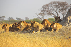 poster-print-lion-family