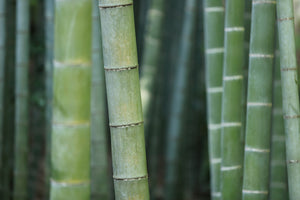 framedposter-print-bamboo-in-xxl