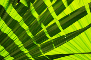 framedcanvas-print-the-palm-leaf-in-xl