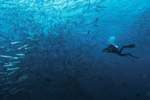 aluminium-print-in-a-fishschool-of-barracudas-x