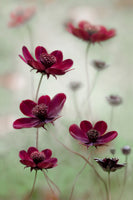 aluminium-print-cosmos-sway-x