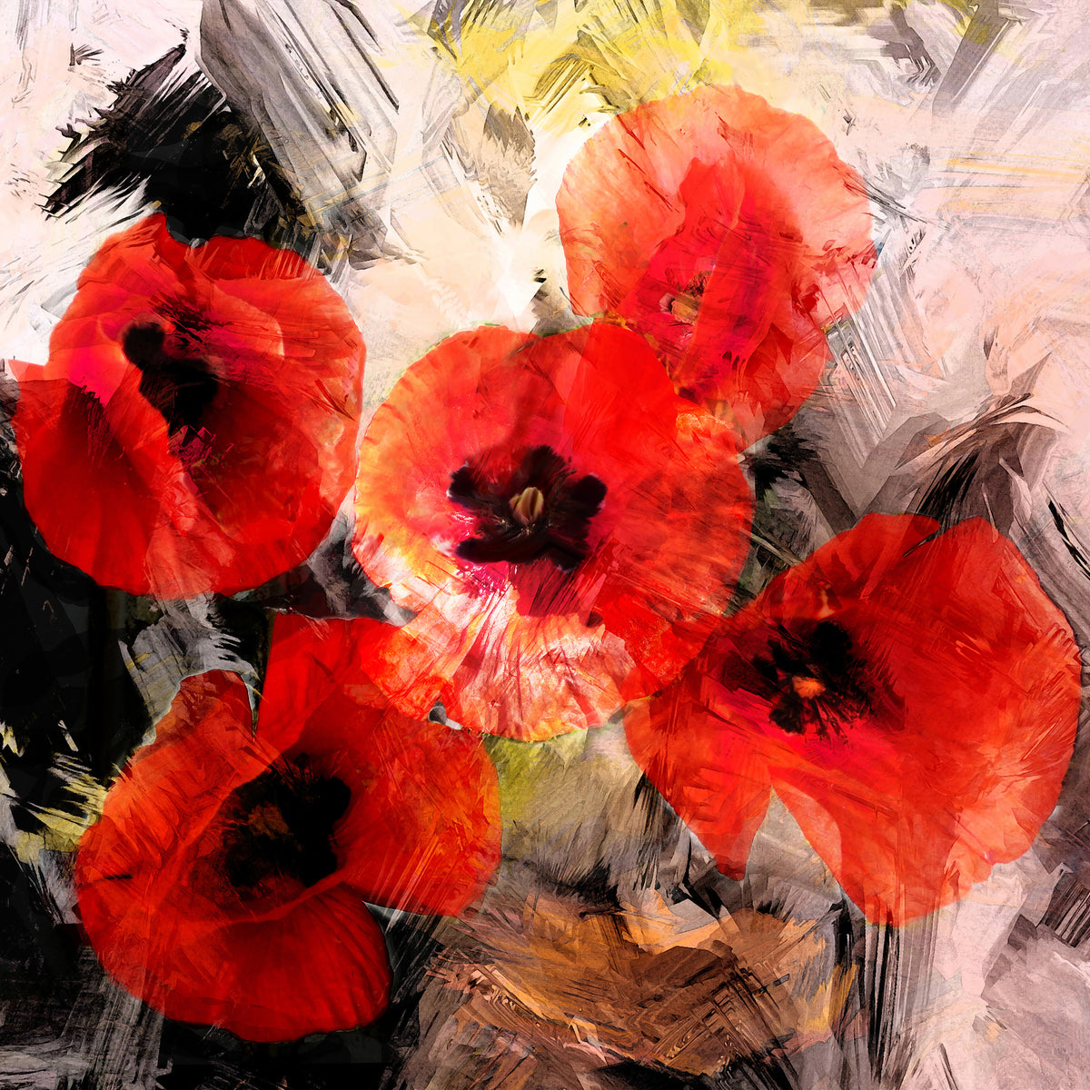 acrylic-print-poppy-portrayal