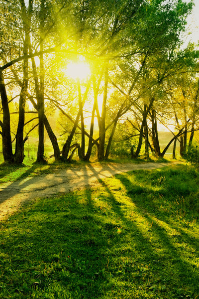 poster-print-forest-path-in-sunlight